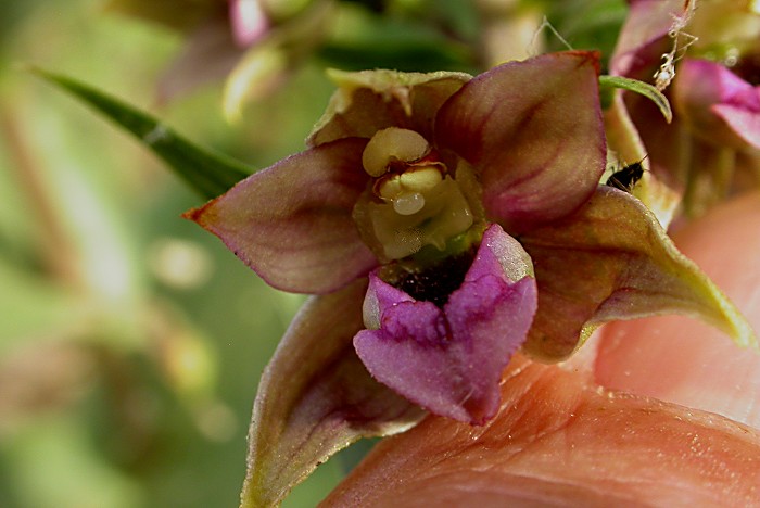 Epipactis helleborine subsp. tremolsii